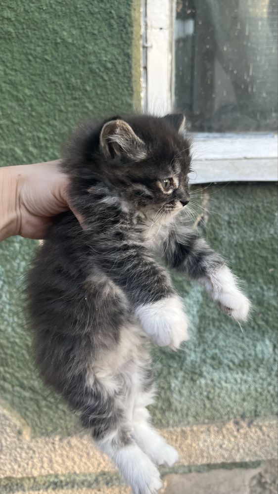 Котенок, котята 1,5 месяца