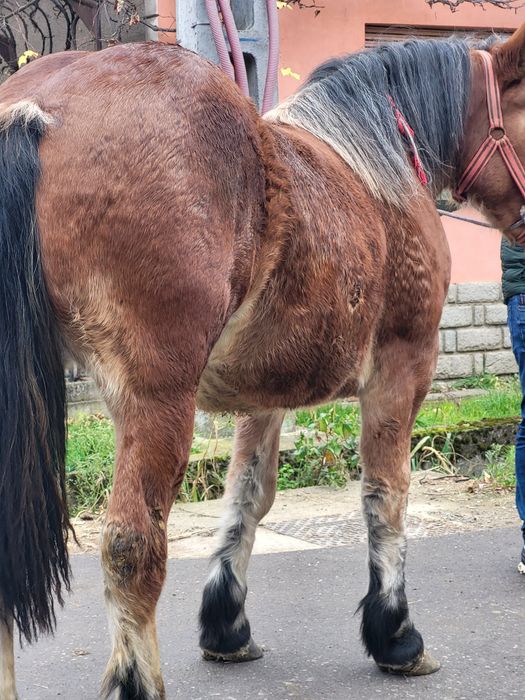 Mânză grea 1 an 5 luni