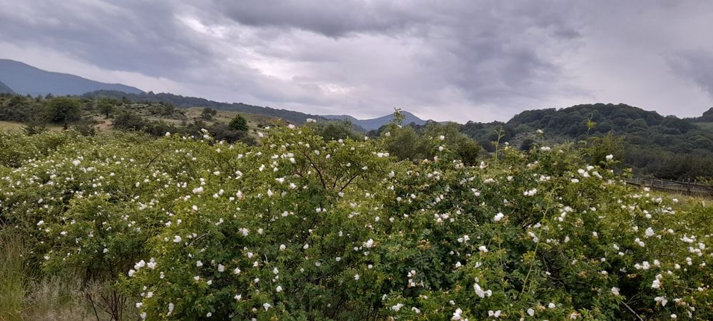 Разсад шипка сорт Пловдив 1