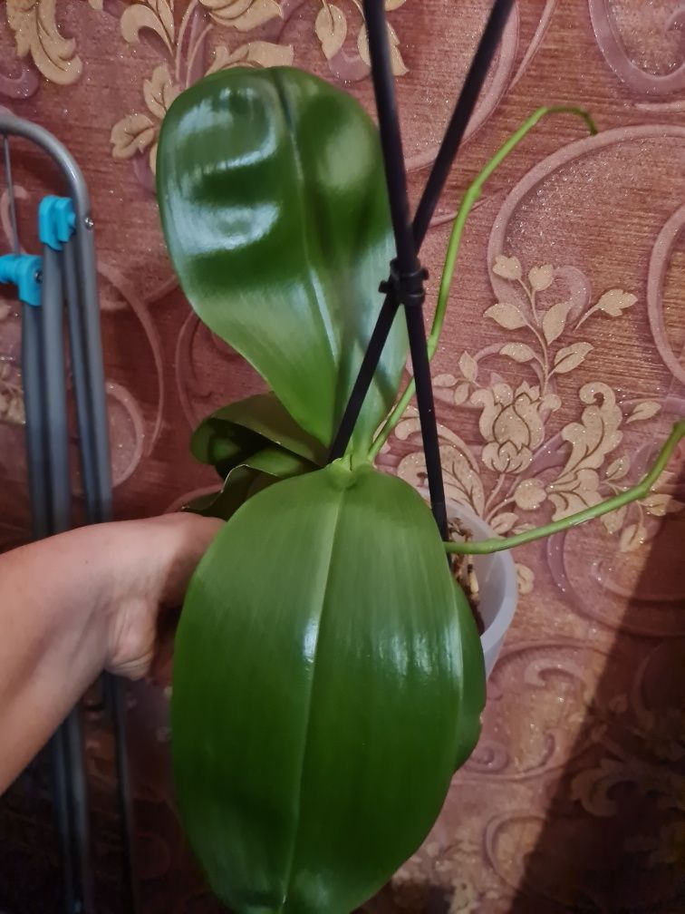 Продам орхидею Лиодоро