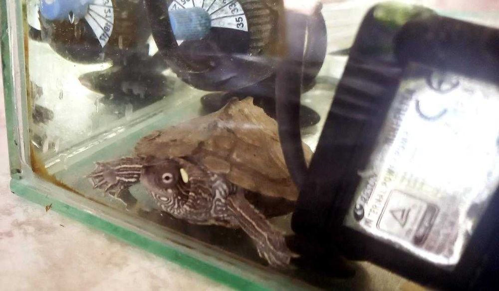 Vand broasca testoasa cu acvariu, incalzitor, aerator, insula si hrana