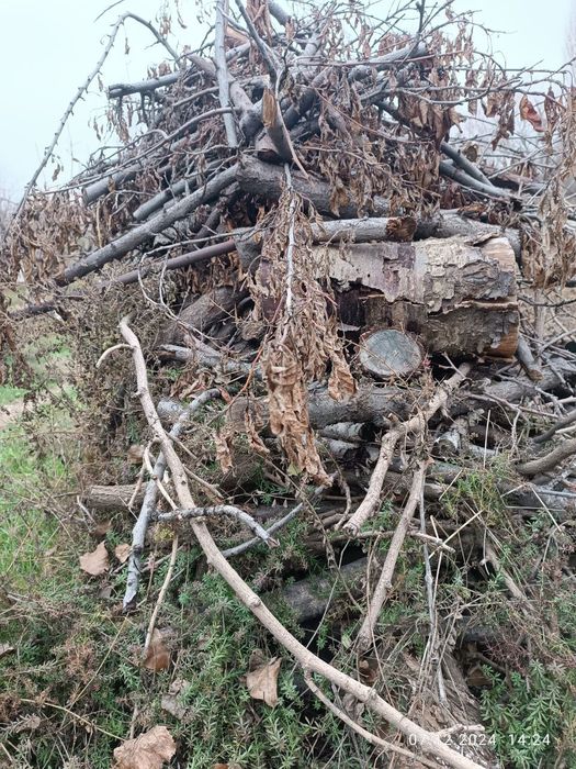 Ўтин Дрова сотамиз. Мевали дарахтларники.