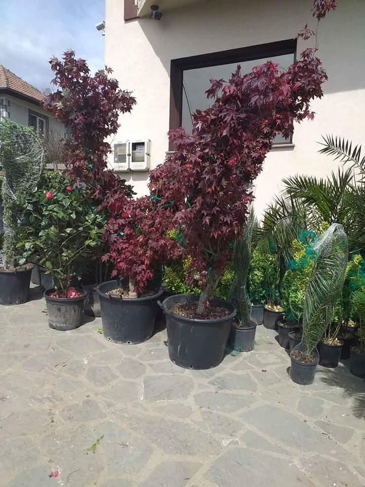 Vând magnolia grande flora palmieri tuia arțar și multe alte plante