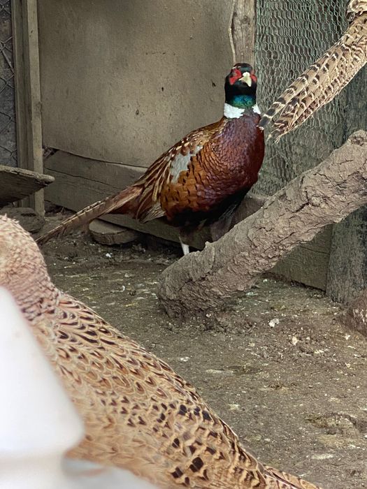 Монголски фазани ( пръстенчат фазан ) Ловен фазан