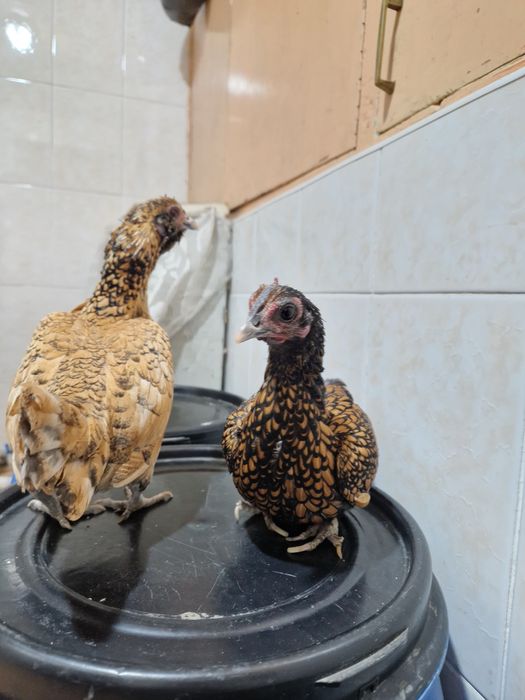 Asalomu aleykom sbritla yaponla sotiladi hozr bo'ta 2 ta to'vug'i