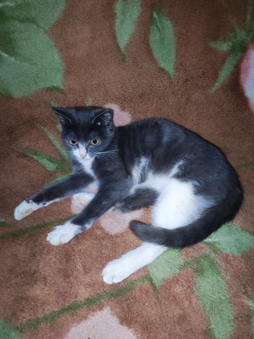 Котёнок 5месяцев