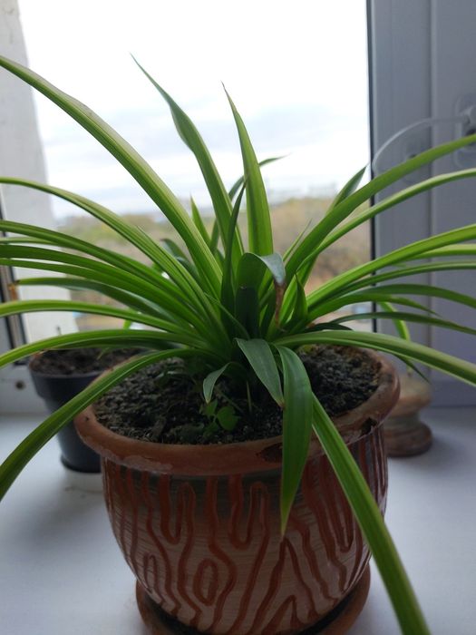 Продам Хлорофитум.