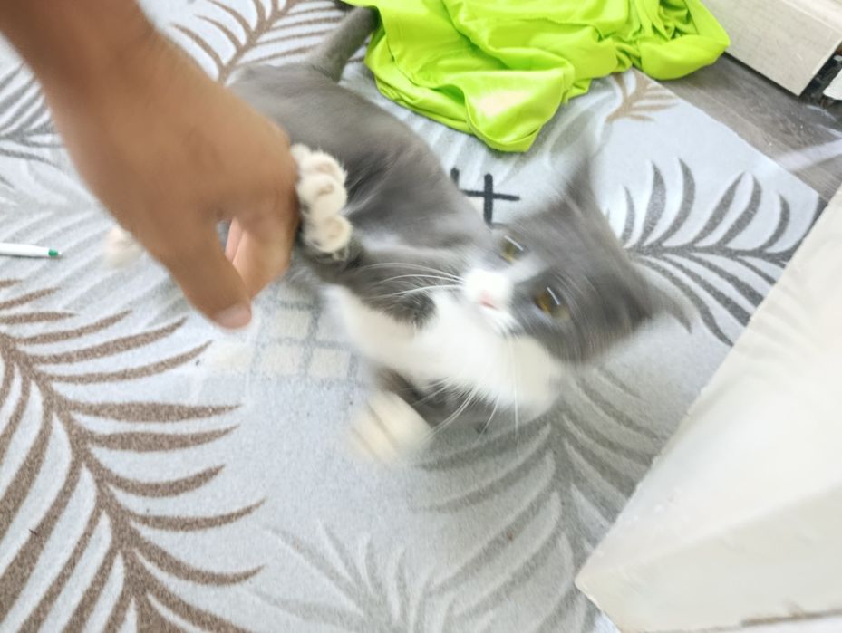 skotish stray mushuk