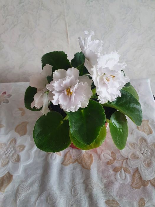 Продам комнатное растение фиалка