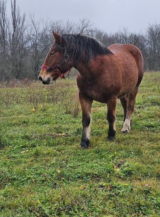 Vând iapa gestanta și manza de un an jumate