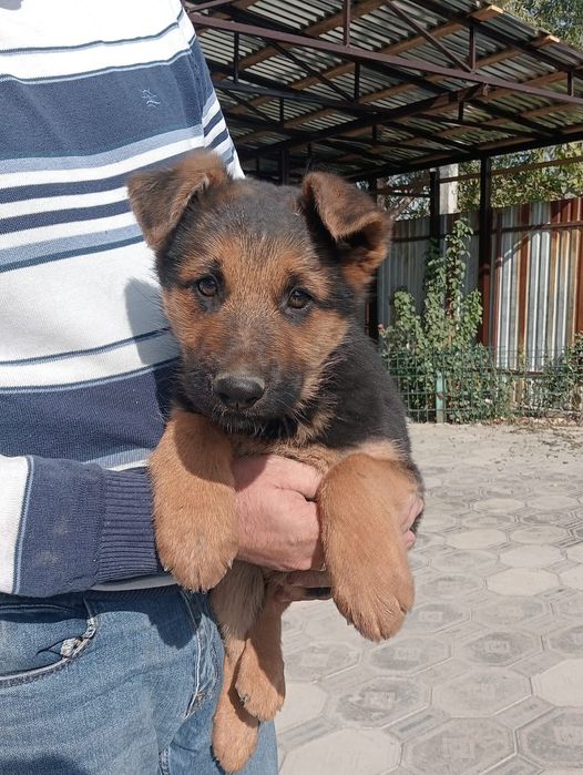 Щенки немецкой овчарки