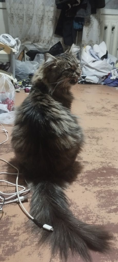 Кот Барсик помесь
