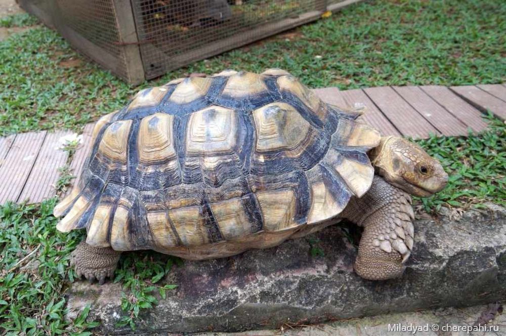 черепаха шпороносная (малыш)