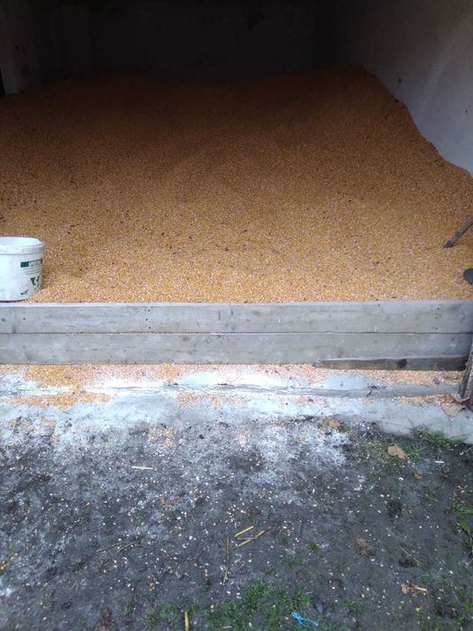 Porumb triticale orz grau floarea soarelui faina pasat cu transport