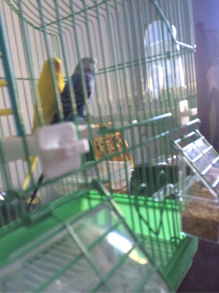 Pasarii de companie perusii