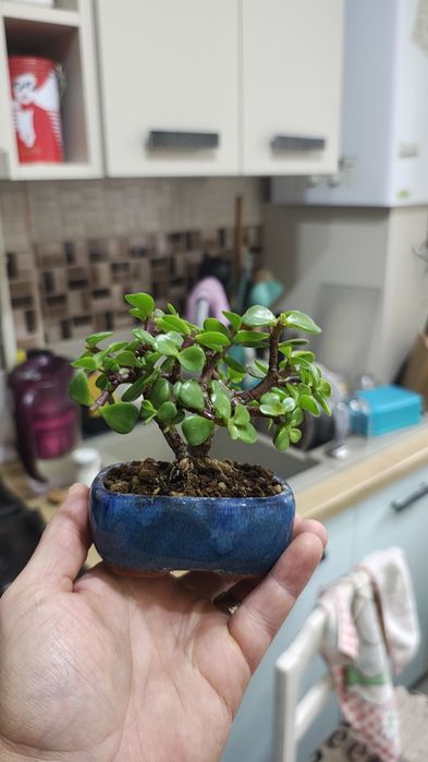 Bonsai portulacaria afra