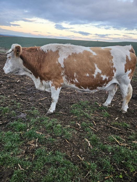 Vand vaca baltata românească