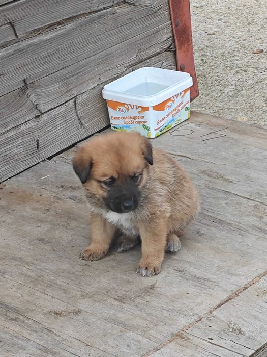 Подарявам бебета кученца