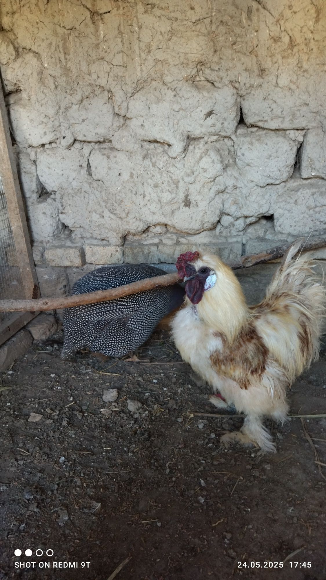 Sesarka bilan sholk