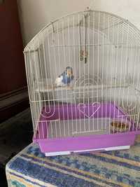 Продам попугая с клеткой 10000тнг