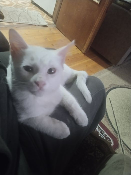 Продается белый котёнок!