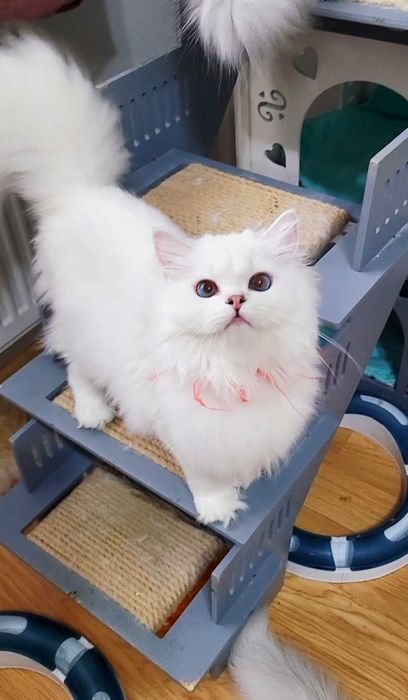 Fetita british longhair din parinti Campioni Mondiali, ochi albaștri