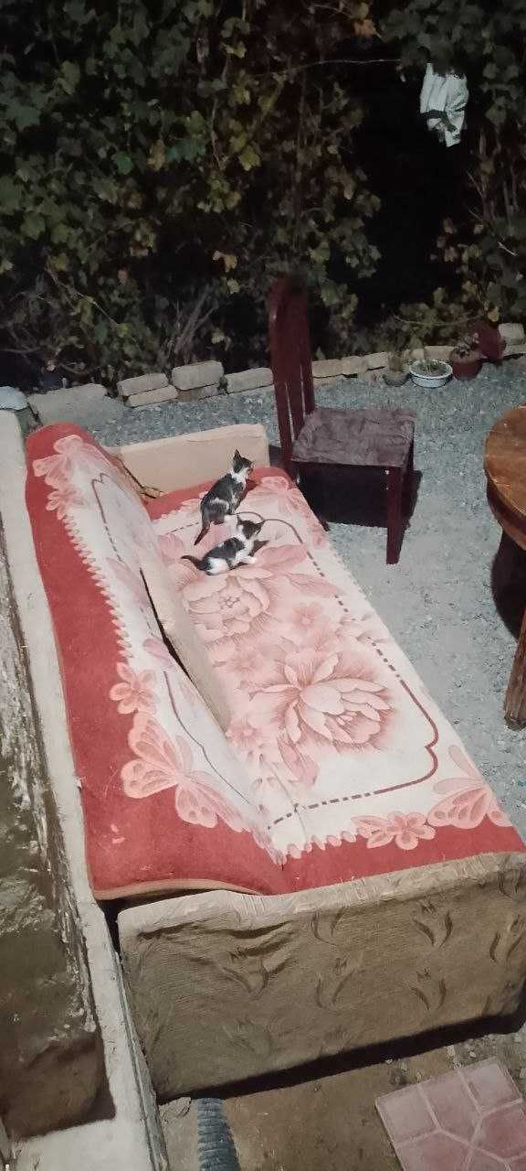 Бесплатно котята
