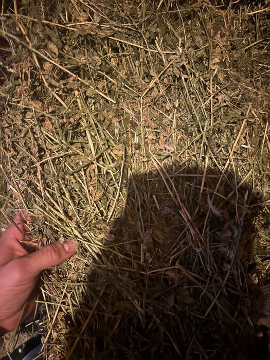 Baloți de lucernă de vânzare