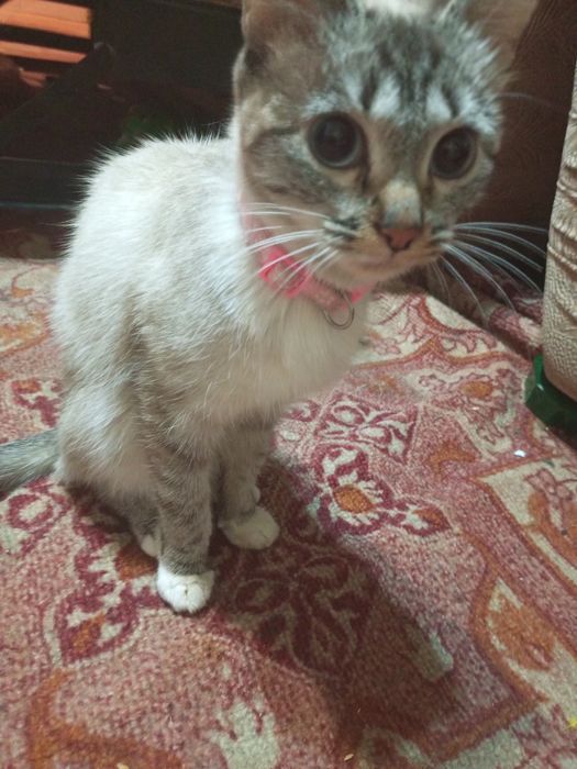 Отдам кошку в добрые руки