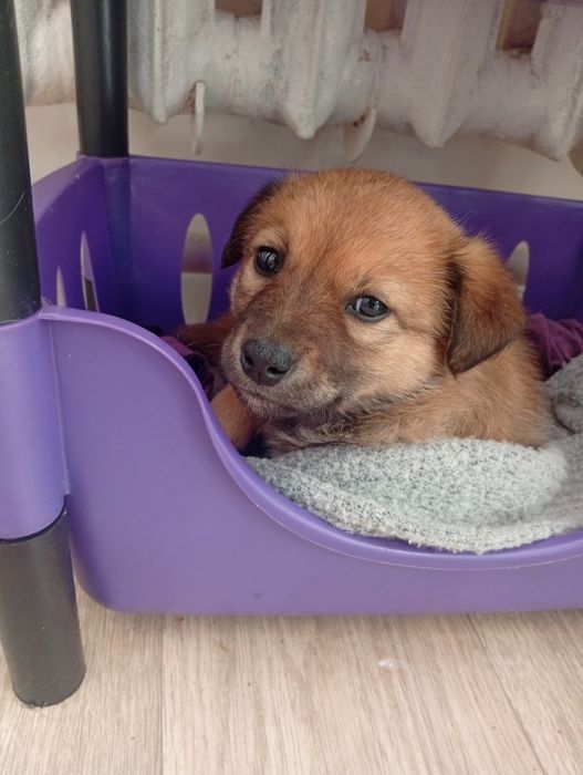 Бесплатно Щенок Девочка. Сергели