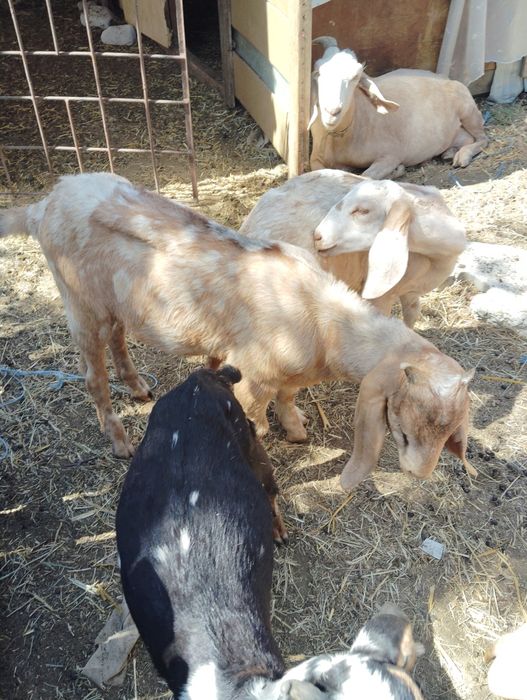 Țăpișor anglonubian