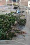 Sirop natural din muguri de brad, pin și molid