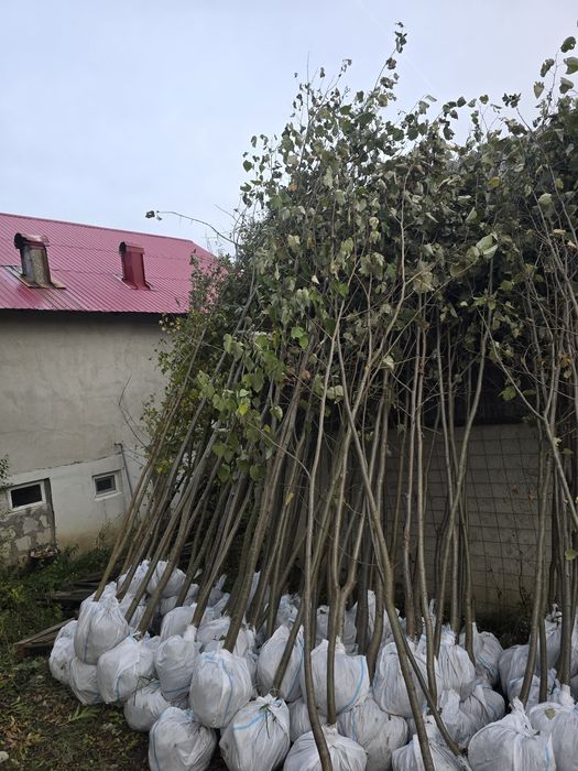 Tei mesteacăn 3m 6m