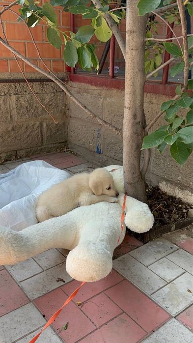 Лабрадор ретривер