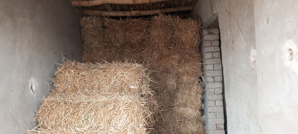 Buğdoy somon sotilodi pochkasi ulli adres urganchda 15 mingnan presi u