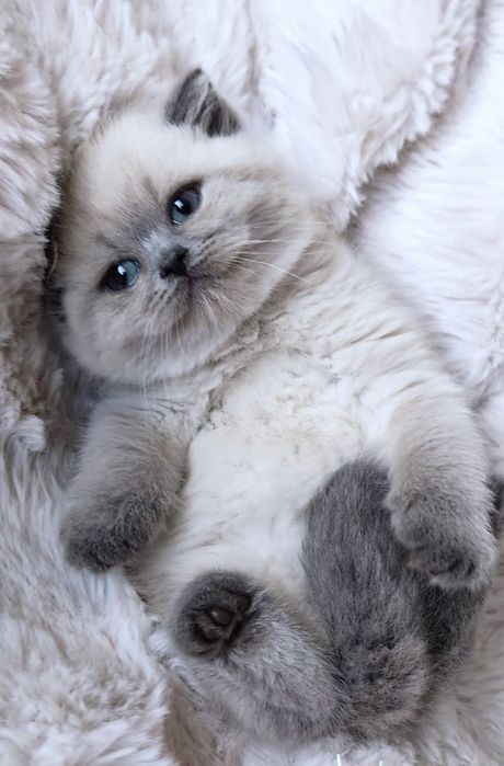 Британска късокосместа