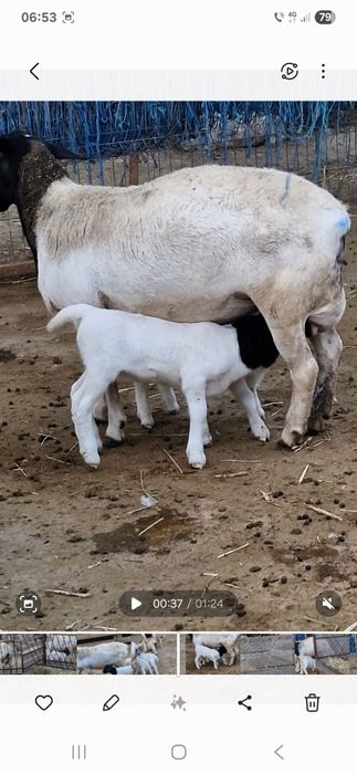 Oaie dorper la a 2 fatare, pereche,