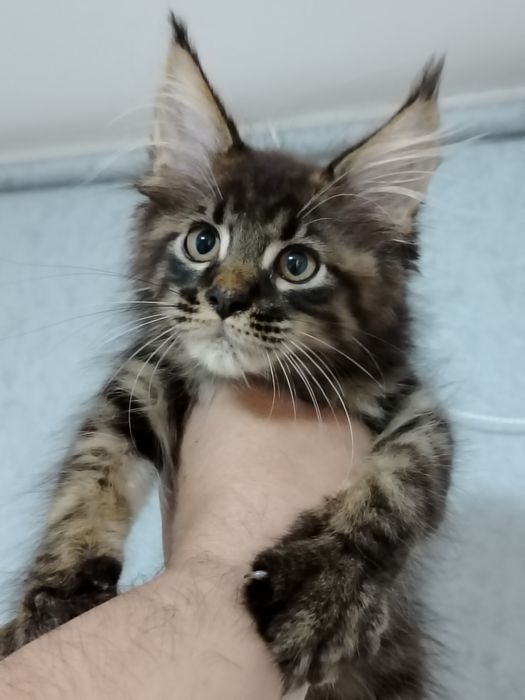 Котята мейн-куны