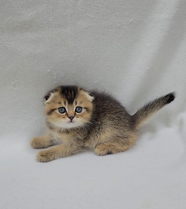 Девочка скотиш фолд