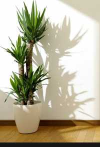 Растения для офисов и квартир