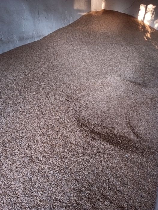 Vând triticale aprox 1,5-2 tone
