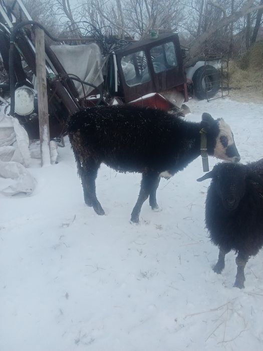 Тёлочека чёрная  корова хорошая будет на следующей год