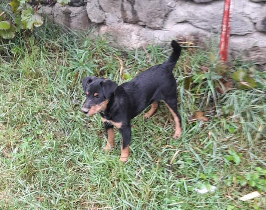 Cățelușă Jagdterrier