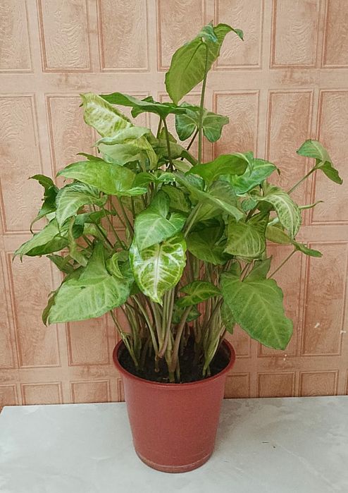 Продаю цветок сингониум