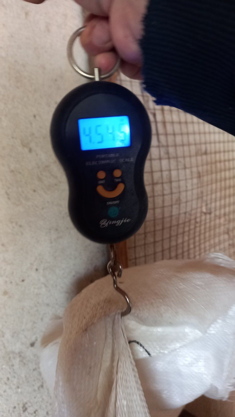 Продавам зайци!!!