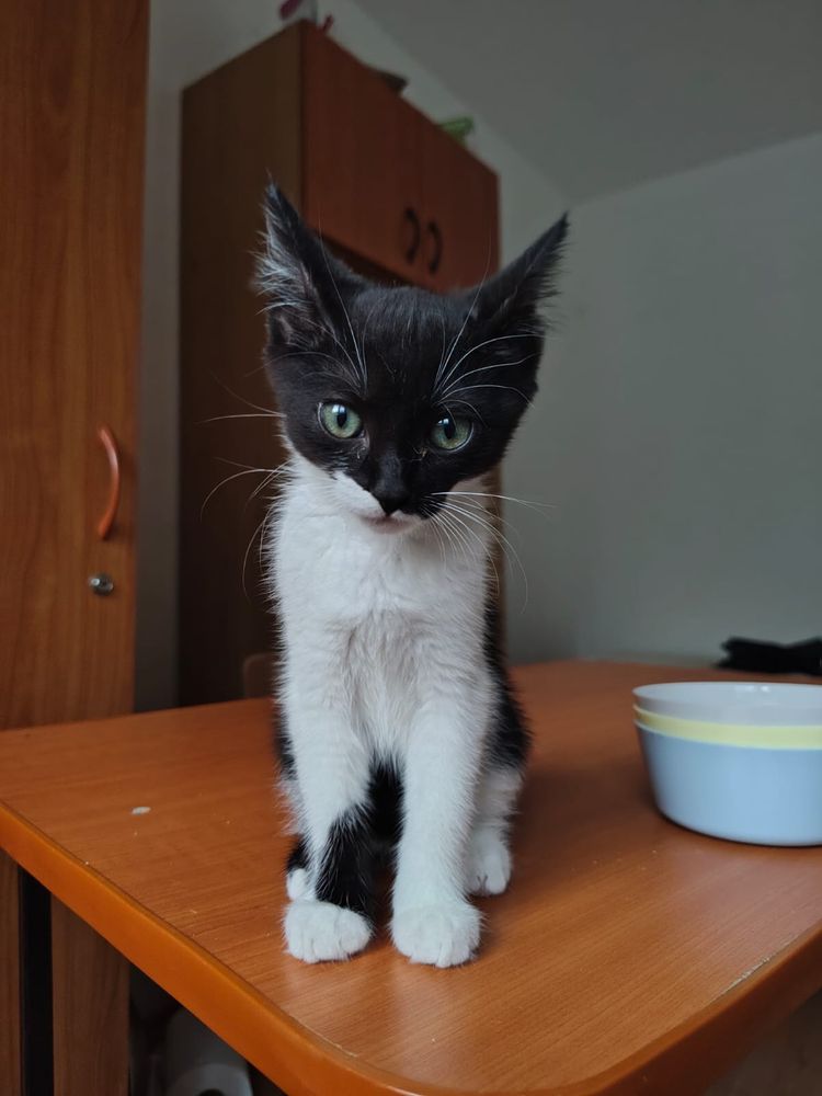 Pisicute popicute pentru adoptie sau foster