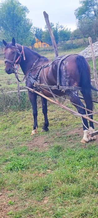 Vînd cal sau schimb castrat garantat la ham proba la fata locului