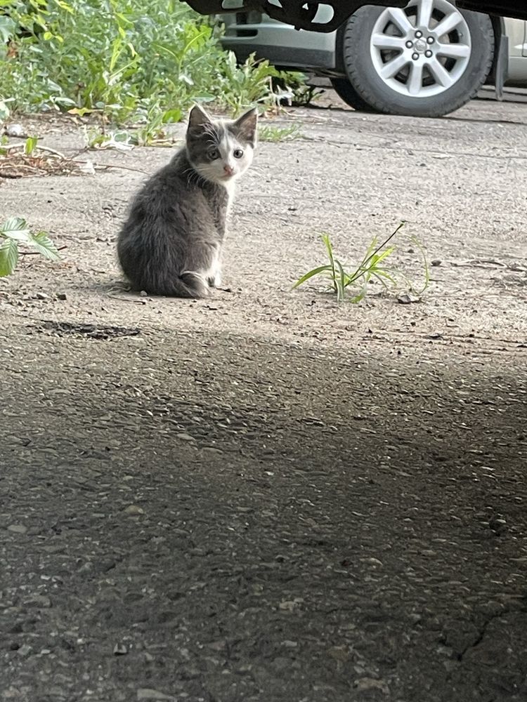 Котята ищут дом !