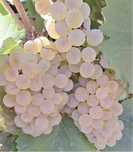 Vindem struguri de vin