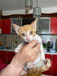 Pisicute spre adoptie
